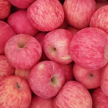 正宗陕西洛川苹果新鲜水果红富士冰糖心脆甜大果整箱