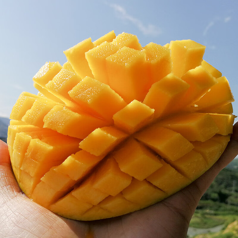 四川攀枝花凯特芒果新鲜10应季斤水果芒果整箱包邮特大青忙果当季