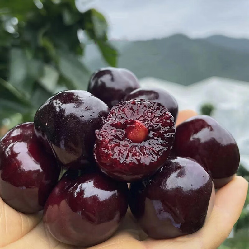 【川渝专拍】新鲜水果四川雅安汉源大车厘子汶川大樱桃孕妇水果