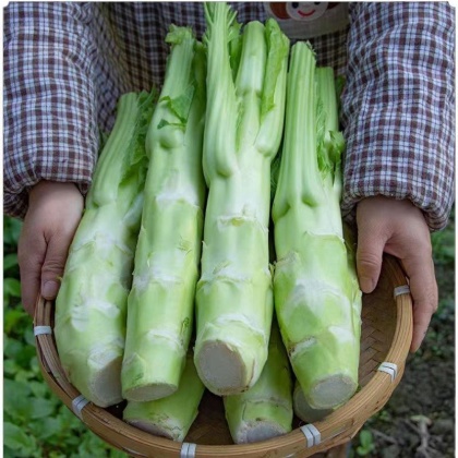 【5斤装整箱】四川特产棒棒菜新鲜蔬菜棒菜青芥菜农家菜头兜兜菜