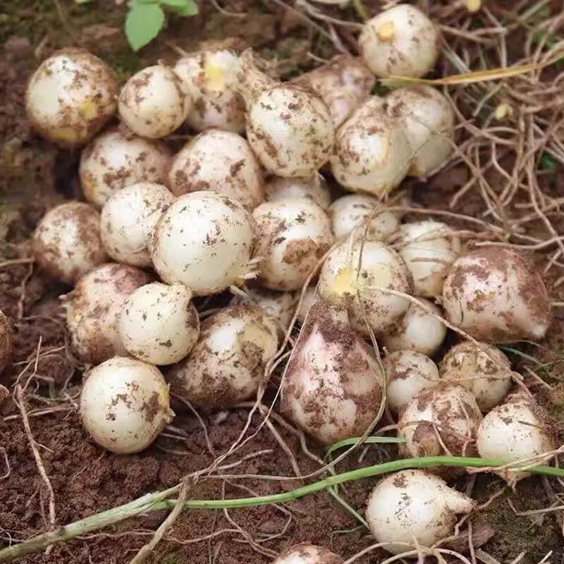 四川特产新鲜苦藠团葱小根蒜苦叫野葱头洋蒜苦蒜小蒜薤根团蒜薤白