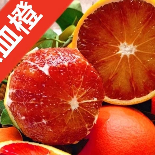 正宗四川资中塔罗科血橙新鲜水果现摘红肉橙子手剥橙超甜包邮