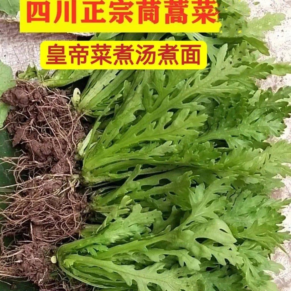 四川本地茼蒿带根带泥大棵大叶小叶皇帝菜新鲜蔬菜皇帝菜