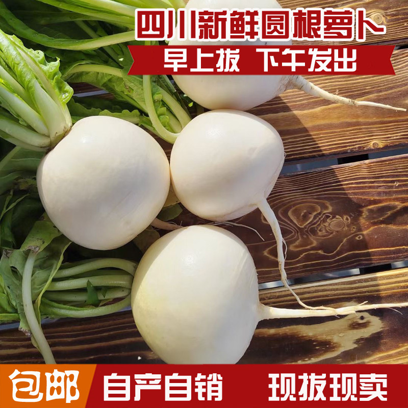 四川自种春不老圆根萝卜新鲜云桥圆嫩萝卜泡菜萝卜炖汤白玉现拔