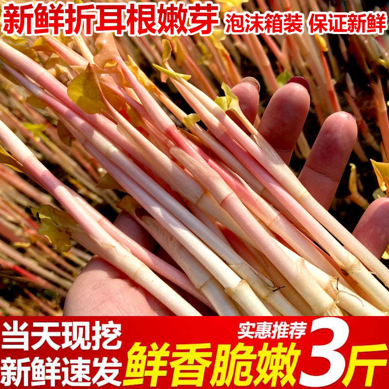 四川折耳根鱼腥草新鲜叶子嫩叶凉拌农家特产产地直销侧耳根节耳根